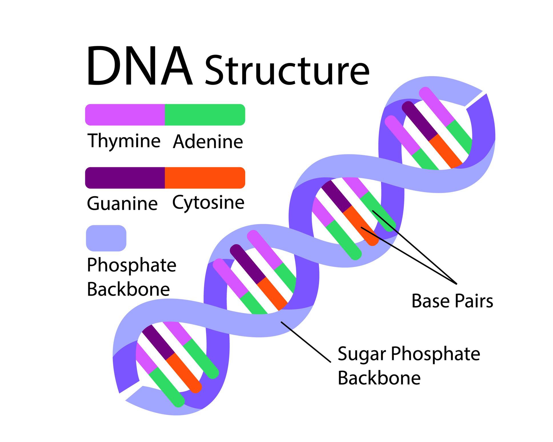 DNA